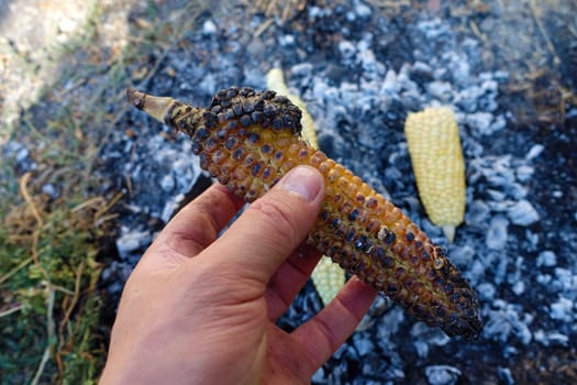 cooking corn on embers, natural fresh corn cooked in wood, roasted corn,