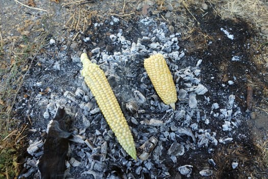 cooking corn on embers, natural fresh corn cooked in wood, roasted corn,