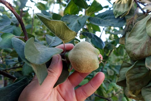 unripe raw quince on the tree, unripe raw quince,