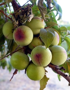 a large amount of green plums between the leaves on the plum tree,