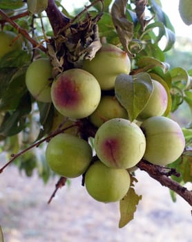 a large amount of green plums between the leaves on the plum tree,