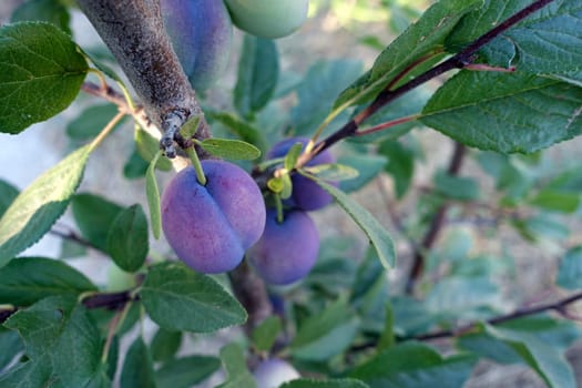 large red natural plums that begin to ripen on the tree,