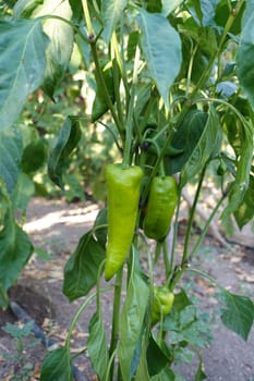 natural and fresh bell pepper in the garden, bell pepper grown in the garden,