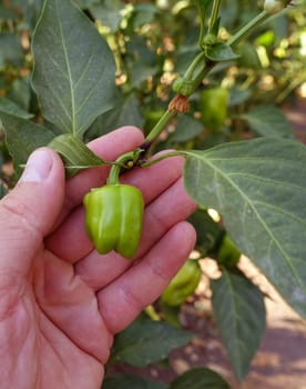 natural and fresh bell pepper in the garden, bell pepper grown in the garden,