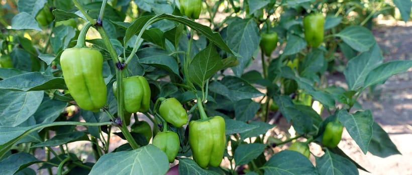 natural and fresh bell pepper in the garden, bell pepper grown in the garden,