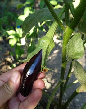 natural and fresh eggplants in the garden, eggplants grown in the garden, different eggplant species,