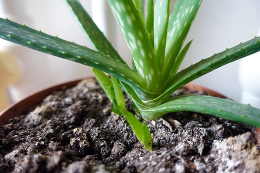 aloe vera plant in plant pot, aloe vera flower, growing aloe vera plant at home,