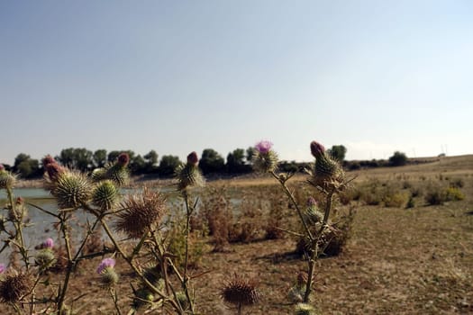 thistle plant, thistle cardus marianus thistle plant starting to dry, medicinal , silybum marianum plant,