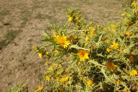 golden thorn,yellow thorn plant,Scolymus Maculatus L. Compositae close-up,