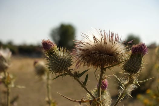 thistle plant, thistle cardus marianus thistle plant starting to dry, medicinal , silybum marianum plant,