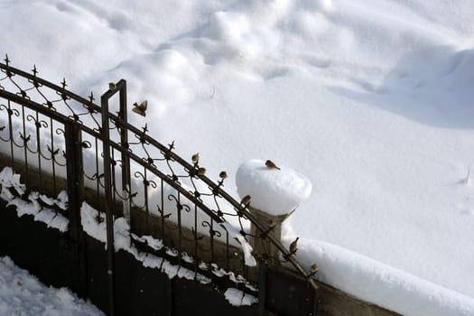 Sparrows perching on the door in winter, sparrows collectively are looking for food,