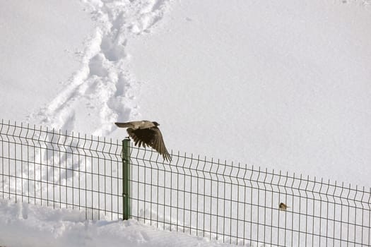 Sparrows perching on the door in winter, sparrows collectively are looking for food,