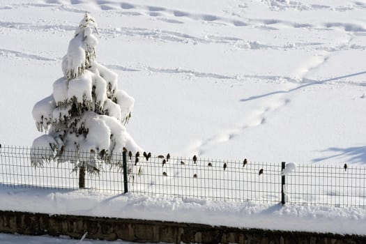 Sparrows perching on the door in winter, sparrows collectively are looking for food,