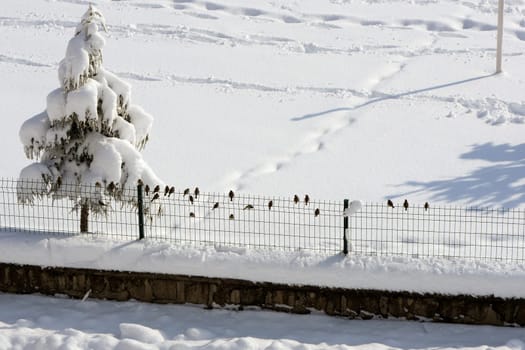 Sparrows perching on the door in winter, sparrows collectively are looking for food,