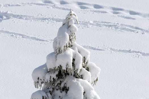 pine trees on which snow falls, icicles formed on pine trees, winter landscape pictures,