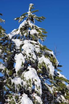 snow fell on the pine trees, snow puddles on the trees, pine trees and snow,
