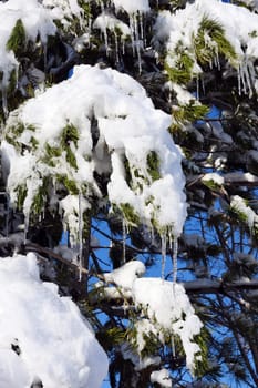 pine trees on which snow falls, icicles formed on pine trees, winter landscape pictures,