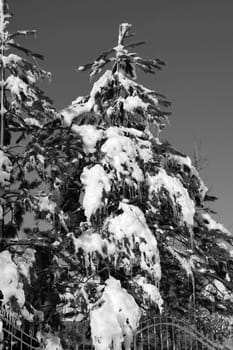 black and white winter photos, glass trees and snow, snow and pine trees,