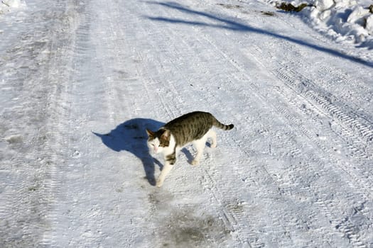 Winter bear and street animals, a cat is walking on the street on the snow, the cat walking in the snow, street cats,