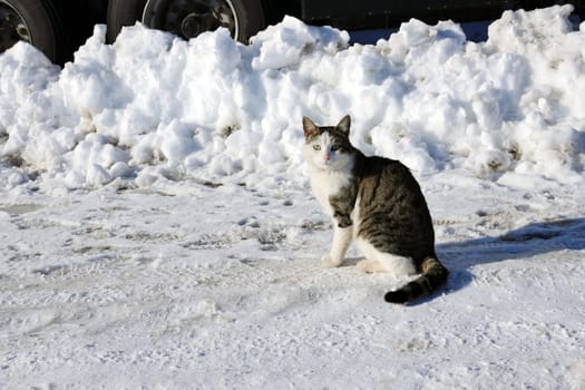 Winter bear and street animals, a cat is walking on the street on the snow, the cat walking in the snow, street cats,