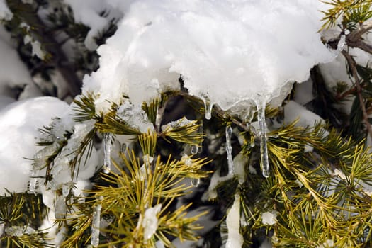 pine trees on which snow falls, icicles formed on pine trees, winter landscape pictures,