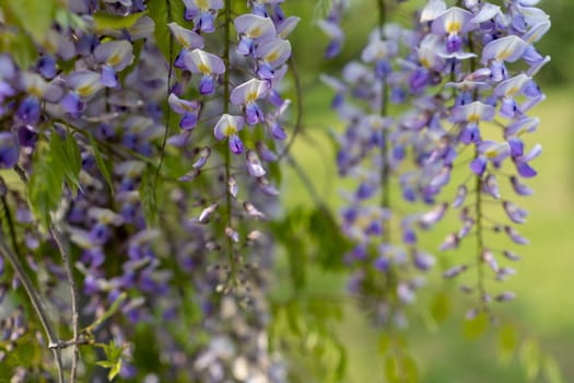 Blooming Wisteria Sinensis with classic purple flowers in full bloom in hanging racemes against a green background. Garden with wisteria in spring