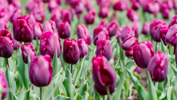 Magenta tulips spring blossoming, bokeh flower background, pastel and soft floral card, selective focus.