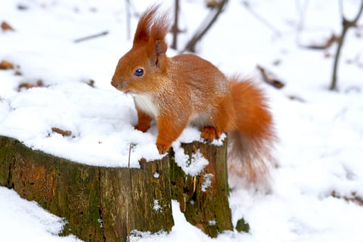 an agile tree dwelling rodent with a bushy tail, typically feeding on nuts and seeds.