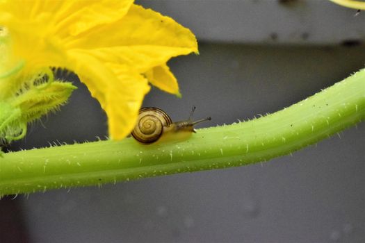 Little housing screw on a cucumber plant as a close up