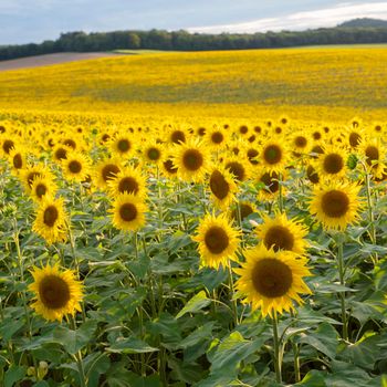 almost abstract pattern of repeating sunflowers in large agricultural field in beautiful evening sunlight