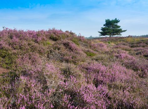 lonely pine tree under blue summer sky and colorful purple heather on heath near zeist in the netherlands