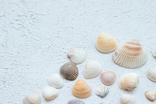 Shells on a light background . Article about vacation. Light background. Sea shells lie on a light background