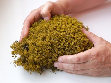 yellow decorative stabilized moss in female hands close-up