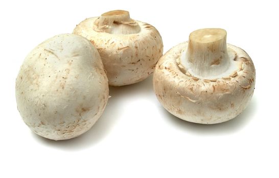 Champignon mushroom. Three beautiful mushroom isolated on white background.