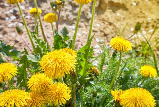 Bright flowers dandelions on background of green spring herbs.Yellow dandelions.