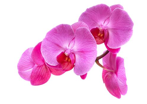 pink Phalaenopsis or Moth dendrobium Orchid flower isolated on white background.