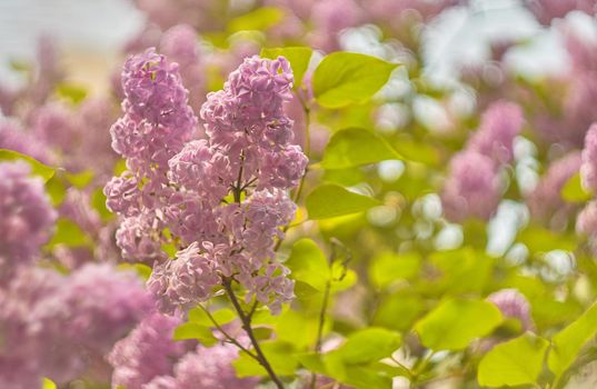 Spring tender branch of lilac on a blurred background, image for wallpaper, spring romatic fresh mood.Beautiful blurred lilac flowers background.Soft focus