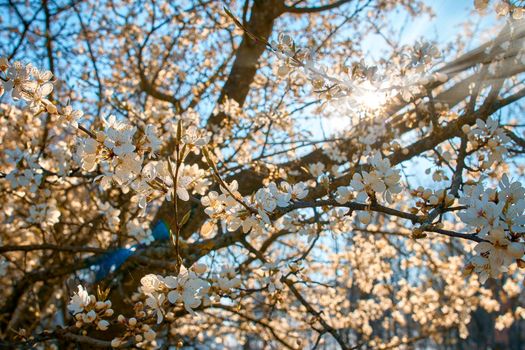 Bush plum blossoms with bursting rays of the sun