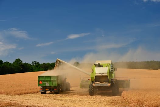 Combine harvester dumps harvested wheat into truck. Farm scene. Farming harvest season.