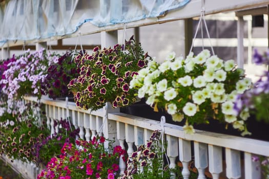 Photo of multi-colored petunia flowers in hanging pots on veranda in gazebo. Cafe and room decorator. Soft focus.