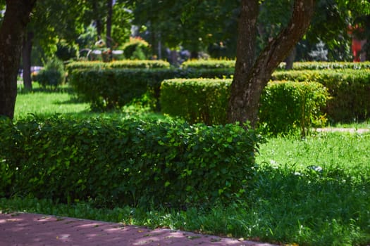 Photo of trimmed green bushes in park. Plant care. Gardeners.