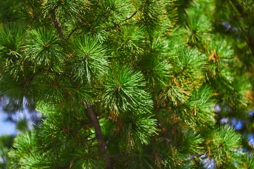 Photo of green needle tree pine. Needles close-up.