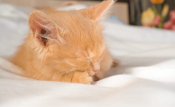 Cute little ginger kitten sleeps on a white blanket.