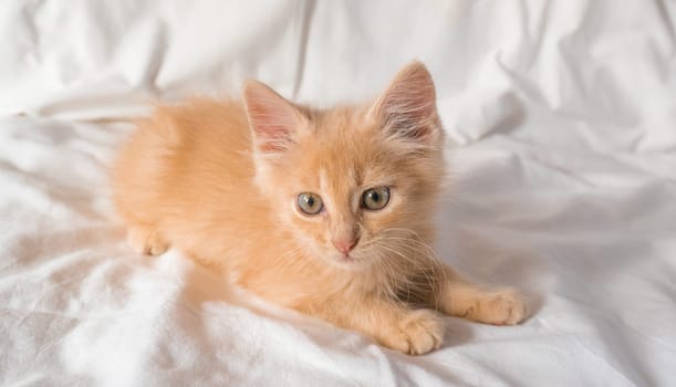 Cute little ginger kitten lies and plays on a white blanket.