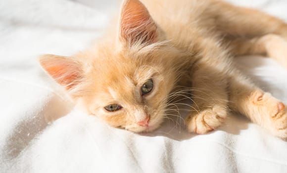 Cute little ginger kitten lies on a white blanket and looks at the camera.