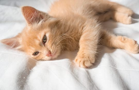 Cute little ginger kitten sleeps on a white blanket.