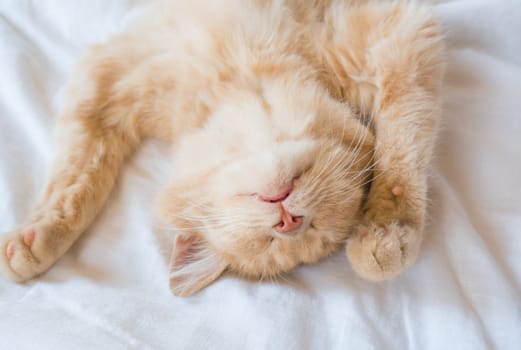 Close-up of a sleeping ginger kitten in bed. Red cat on a white blanket. Relaxing and happy morning