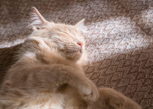 Red cat sleeps on a duvan in the sun's rays of light. the concept of a cozy home and vacation, a cute ginger or ginger kitten