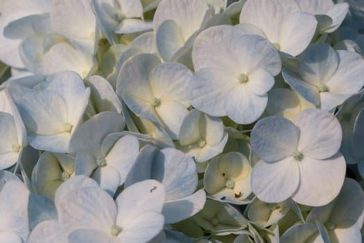 White Hydrangea blooming in nature.