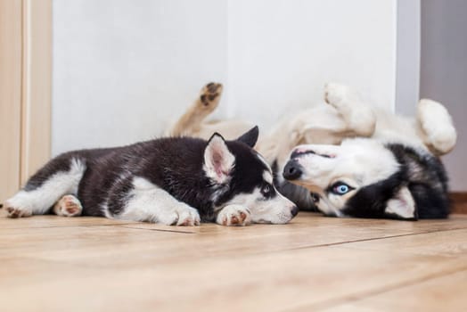 Portrait two husky dogs resting at home on floor. Husky and husky puppy lie on the floor and look at each other.